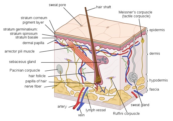 illustration of skin structure