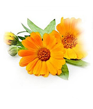 Calendula officinalis