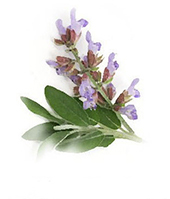 salvia officinalis