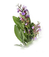 symptium officinale