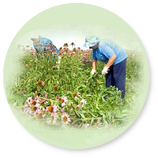 picking herbs